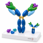 Antibody Structure Model